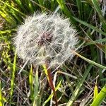 Taraxacum palustre fruit picture by Sans Attaches (cc-by-sa)