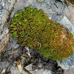 Distichia muscoides habit picture by Fabien Anthelme (cc-by-sa)