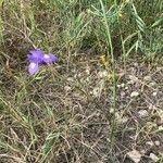 Moraea sisyrinchium habit picture by Olivier Le Gall (cc-by-sa)