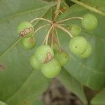 Smilax anceps fruit picture by Sylvain Piry (cc-by-sa)