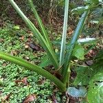 Alocasia macrorrhizos habit picture by christiane Fazer (cc-by-sa)