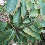 Annona glabra leaf picture by Hoffmeister Eliane (cc-by-sa)