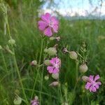 Silene conica leaf picture by Spera Daniela Maria (cc-by-sa)