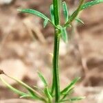 Delphinium pentagynum leaf picture by Acosta García Isabel (cc-by-sa)