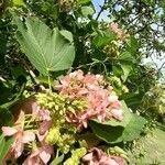 Dombeya acutangula flower picture by Carosin Jean Pierre (cc-by-sa)