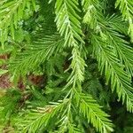 Sequoia sempervirens leaf picture by Anthony VALET (cc-by-sa)