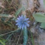 Echinops ritro habit picture by Clement Devaux (cc-by-sa)