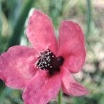 Papaver hybridum flower picture by Jose Bueno (cc-by-sa)