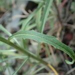 Erysimum nevadense leaf picture by Sylvain Piry (cc-by-sa)