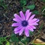 Anemone hortensis flower picture by Yves CHIALVA (cc-by-sa)