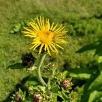 Inula helenium flower picture by gaston anthony (cc-by-sa)