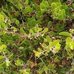 Arctostaphylos stanfordiana leaf picture by vanessa (cc-by-sa)