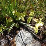 Pinguicula vulgaris habit picture by Alain Bigou (cc-by-sa)