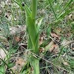 Orchis simia leaf picture by Stéphane Bonhomme (cc-by-sa)