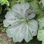 Gunnera insignis leaf picture by Daniel Barthelemy (cc-by-sa)