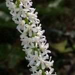 Galax urceolata flower picture by Tom Jones (cc-by-sa)