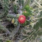 Austrocylindropuntia subulata flower picture by Román Robles Campoy (cc-by-sa)