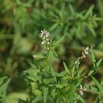 Polygala paniculata habit picture by pedrogc -- (cc-by-sa)