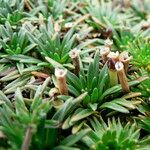 Plantago rigida flower picture by Fabien Anthelme (cc-by-sa)