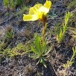 Oenothera stricta habit picture by doumé (cc-by-sa)