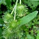 Arctium nemorosum fruit picture by Bernadette Barron (cc-by-sa)