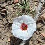 Convolvulus laciniatus flower picture by Trap Hers (cc-by-sa)