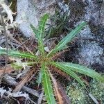 Ptilostemon casabonae habit picture by Yoan MARTIN (cc-by-sa)