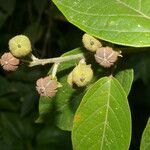 Croton billbergianus fruit picture by Nelson Zamora Villalobos (cc-by-nc)