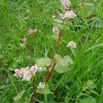 Fagopyrum esculentum habit picture by Helmut Sattmann (cc-by-sa)