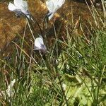 Pinguicula corsica flower picture by Alain Lagrave (cc-by-sa)