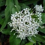 Ixora finlaysoniana flower picture by Noel Dionson (cc-by-sa)