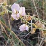 Tephrosia polyphylla flower picture by susan brown (cc-by-sa)