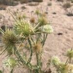 Dipsacus ferox flower picture by dariot (cc-by-sa)