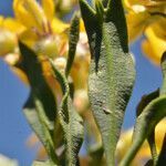 Genista tridentata leaf picture by Carlos Villasante (cc-by-sa)