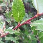 Salix foetida leaf picture by Pietro Brignoli (cc-by-sa)