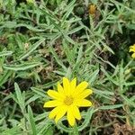 Senecio rhammatophyllus flower picture by susan brown (cc-by-sa)