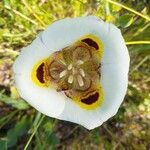 Calochortus superbus flower picture by Mel (cc-by-sa)