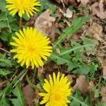 Taraxacum mediterraneum flower picture by Thierry LE COM (cc-by-sa)