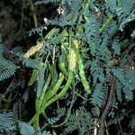 Prosopis velutina flower picture by Daniel Barthelemy (cc-by-nc)