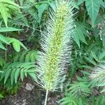 Setaria viridis leaf picture by Llin Marc (cc-by-sa)