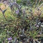 Lupinus colombiensis habit picture by Fabien Anthelme (cc-by-sa)