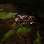 Hirtella racemosa flower picture by Nelson Zamora Villalobos (cc-by-nc)