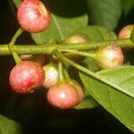 Siparuna thecaphora fruit picture by Nelson Zamora Villalobos (cc-by-nc)