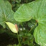 Anthurium formosum leaf picture by SINAC Pérez Greivin (cc-by-sa)