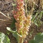 Rumex hymenosepalus flower picture by Corazon (cc-by-sa)