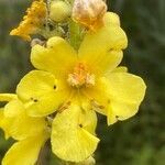 Verbascum phlomoides flower picture by Francois Mansour (cc-by-sa)