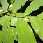 Oxandra venezuelana leaf picture by Nelson Zamora Villalobos (cc-by-nc)