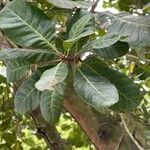 Anacardium occidentale leaf picture by Yann Samuelides (cc-by-sa)