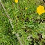 Ranunculus macrophyllus habit picture by Jean-René Girardeau (cc-by-sa)