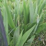 Iris pallida leaf picture by Emma Hoog (cc-by-sa)